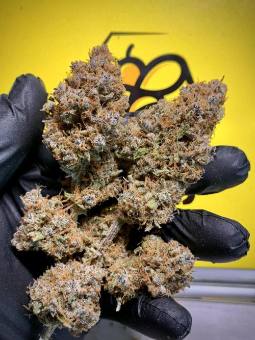 5.Grow: NewSetup Testrun 4 Fastbuds Aut.. Week 12