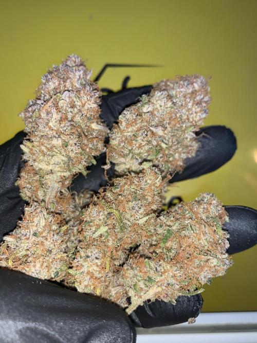 5.Grow: NewSetup Testrun 4 Fastbuds Aut.. Week 12