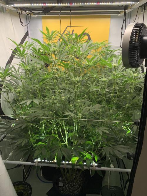 6.Grow: Papayton. Week 16 - 22.1.