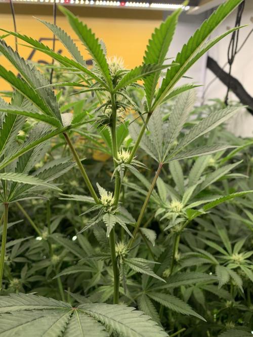 6.Grow: Papayton. Week 16 - 22.1.