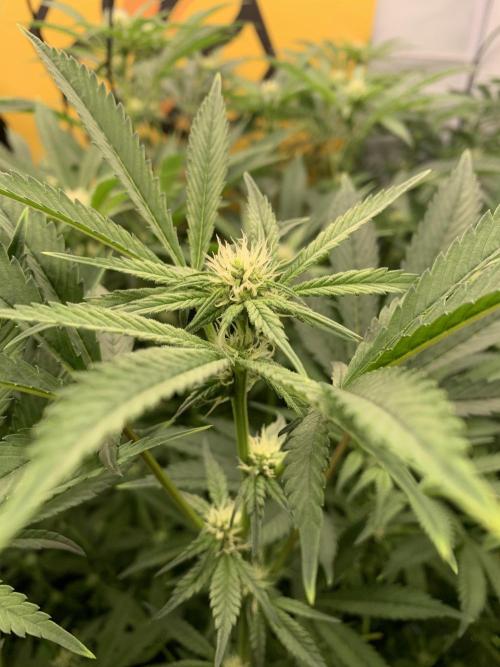 6.Grow: Papayton. Week 16 - 22.1.