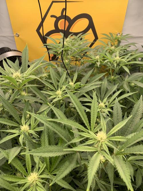 6.Grow: Papayton. Week 16 - 22.1.