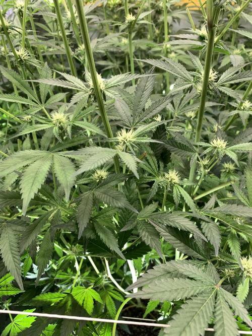 6.Grow: Papayton. Week 16 - 22.1.