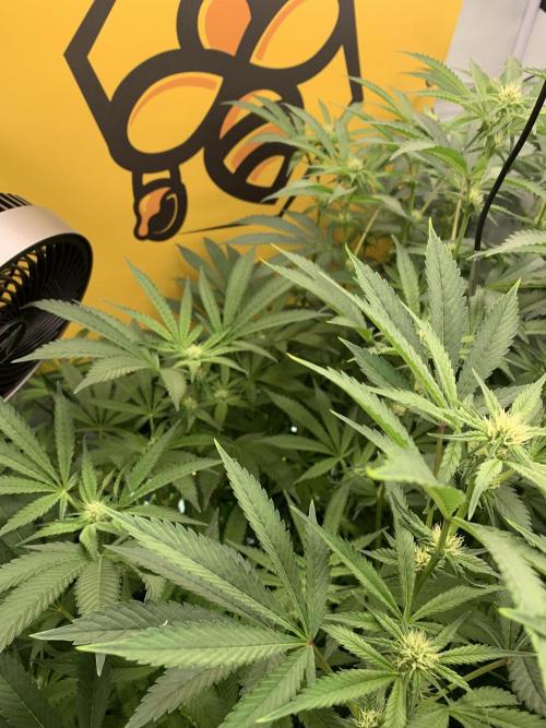 6.Grow: Papayton. Week 16 - 22.1.