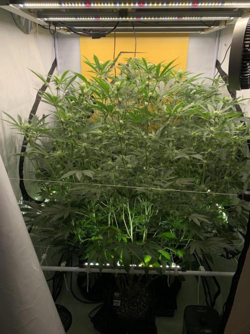 6.Grow: Papayton. Week 16 - 24.1.