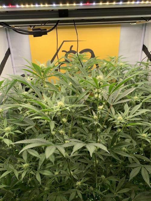 6.Grow: Papayton. Week 16 - 24.1.