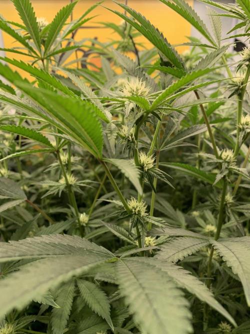 6.Grow: Papayton. Week 16 - 24.1.