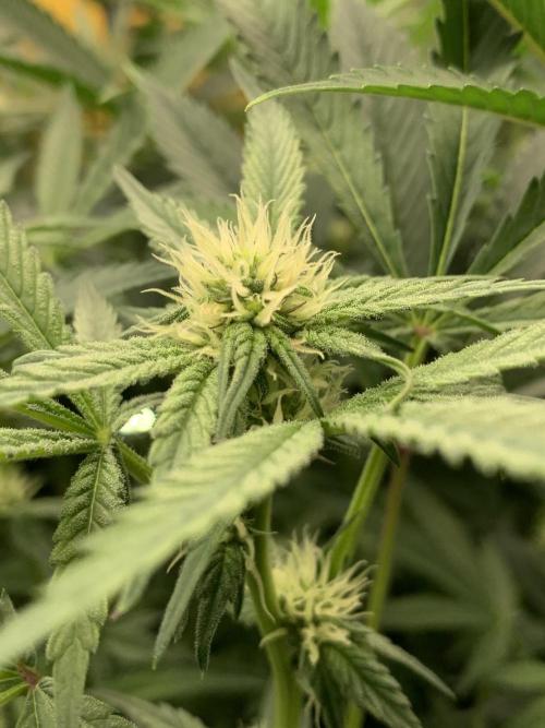 6.Grow: Papayton. Week 16 - 24.1.