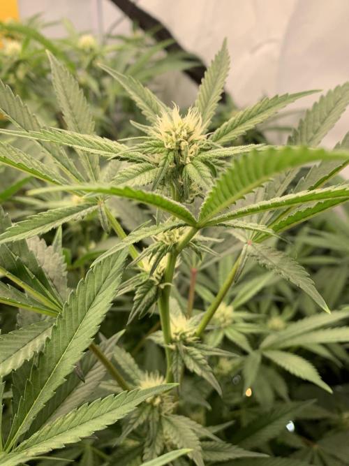 6.Grow: Papayton. Week 16 - 24.1.