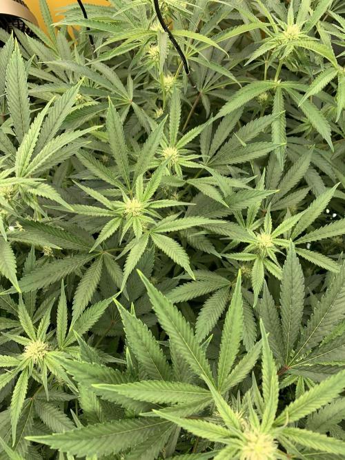 6.Grow: Papayton. Week 16 - 24.1.