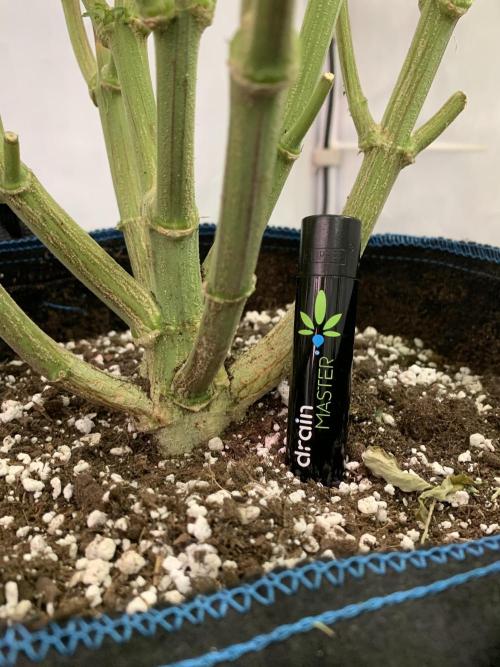 6.Grow: Papayton. Week 16 - 24.1. P2 