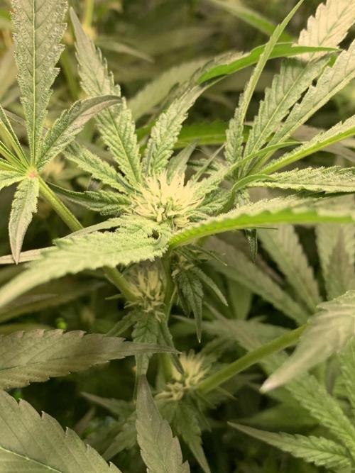 6.Grow: Papayton. Week 16 - 24.1.