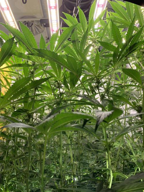 6.Grow: Papayton. Week 16 - 24.1.