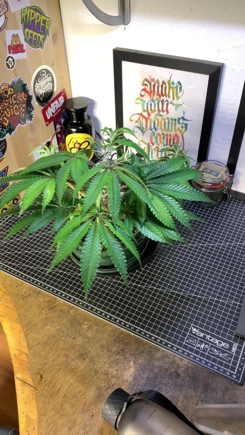 1.Bonsai: Lemon Cherry Runtz✌️