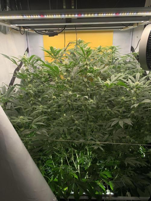 6.Grow: Papayton. Week 17 - 28.1.