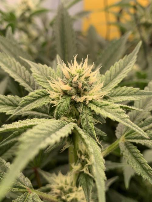 6.Grow: Papayton. Week 17 - 28.1.