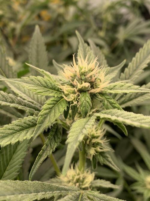 6.Grow: Papayton. Week 17 - 28.1.