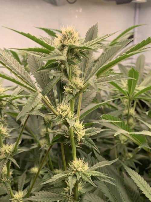 6.Grow: Papayton. Week 17 - 28.1.