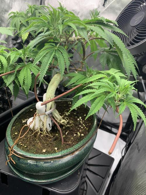 1.Bonsai: Lemon Cherry Runtz✌️. Week 11 - 29.1.