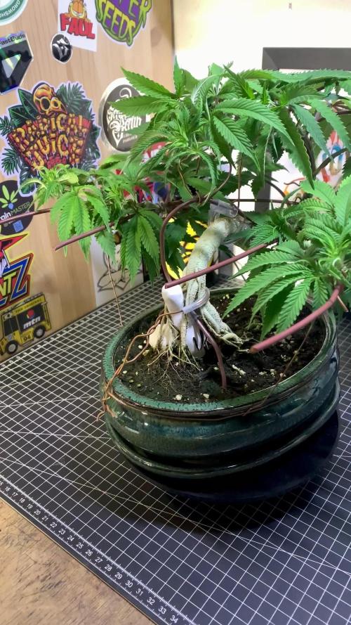 1.Bonsai: Lemon Cherry Runtz✌️