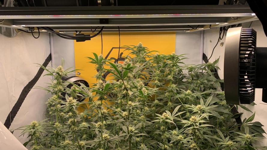 6.Grow: Papayton. Week 17 - 31.1.