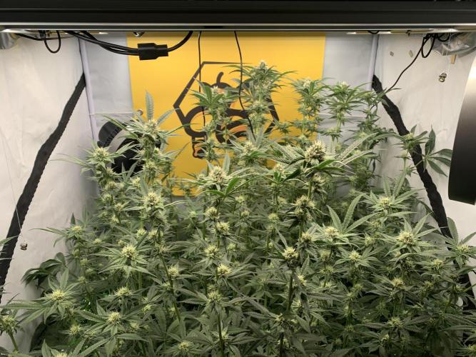 6.Grow: Papayton. Week 17 - 1.2. 