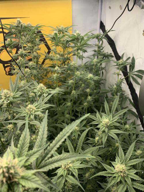 6.Grow: Papayton. Week 17 - 1.2.