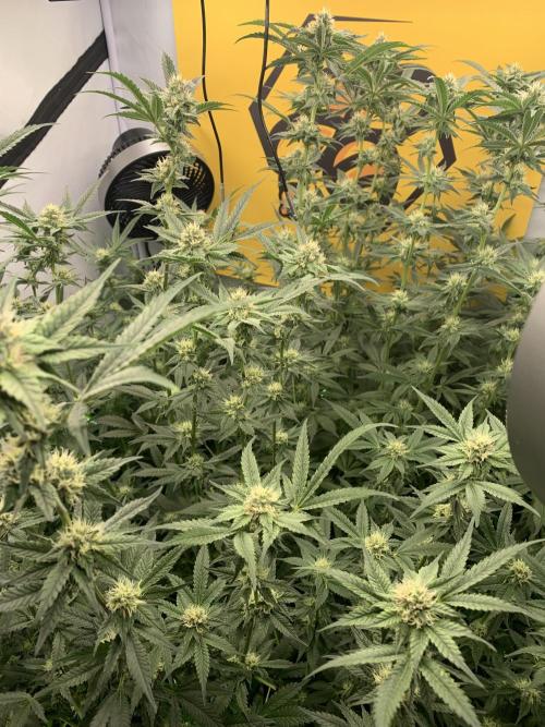 6.Grow: Papayton. Week 17 - 1.2.