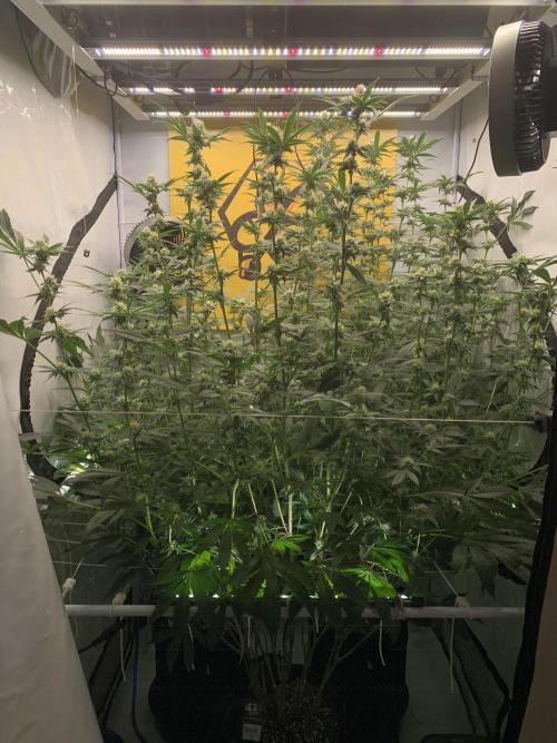 6.Grow: Papayton. Week 17 - 2.2.