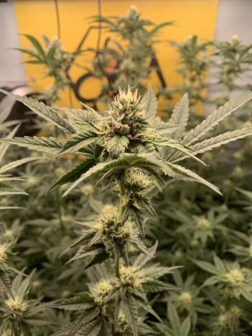 6.Grow: Papayton. Week 17 - 2.2. P1