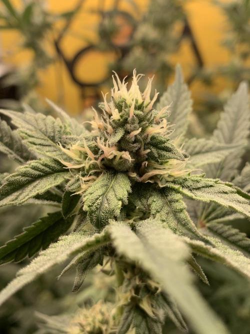 6.Grow: Papayton. Week 17 - 2.2. P1