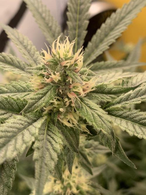 6.Grow: Papayton. Week 17 - 2.2. P1