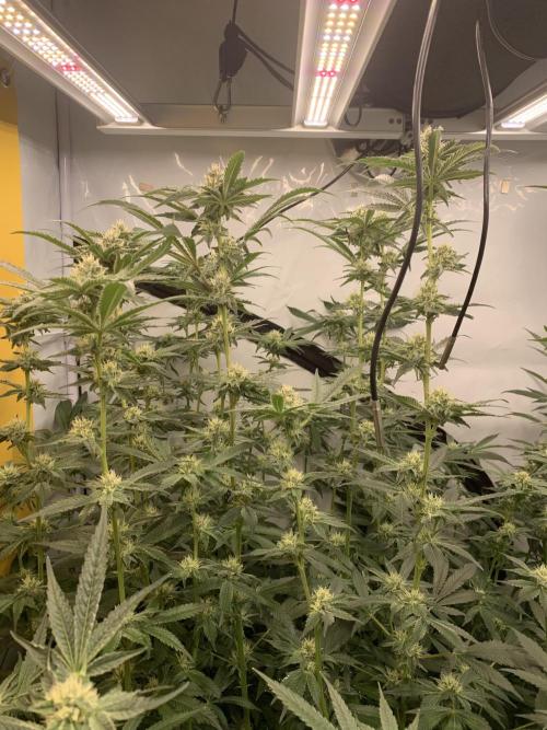 6.Grow: Papayton. Week 17 - 2.2. P3