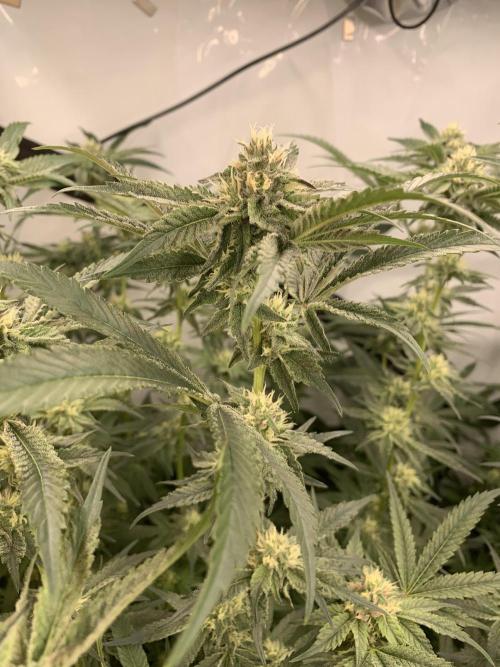 6.Grow: Papayton. Week 17 - 2.2. P3