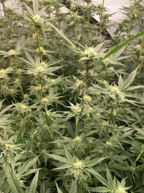 6.Grow: Papayton. Week 17 - 2.2. P2