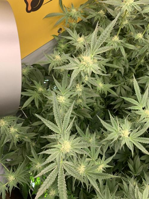 6.Grow: Papayton. Week 17 - 2.2. P2