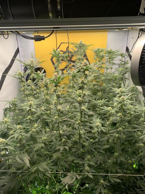 6.Grow: Papayton. Week 18 - 3.2.