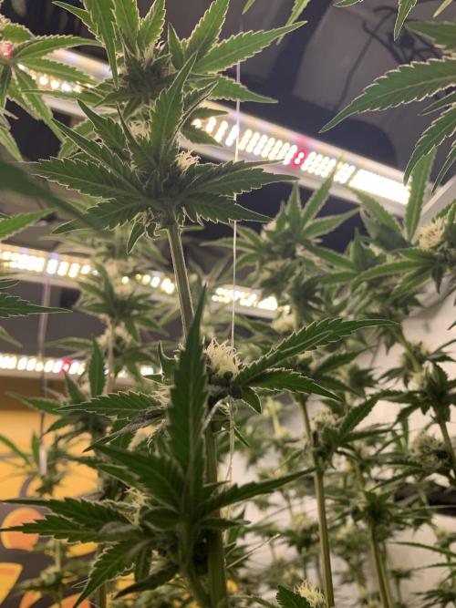 6.Grow: Papayton. Week 18 - 3.2.