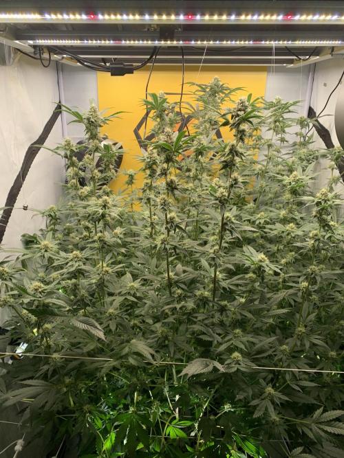 6.Grow: Papayton. Week 18 - 5.2.