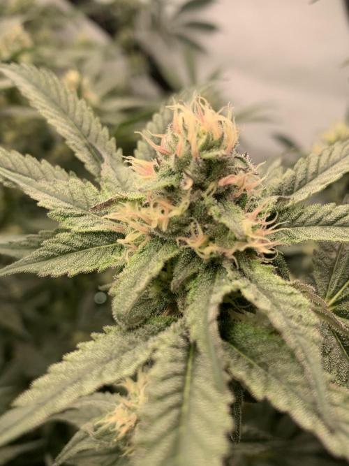 6.Grow: Papayton. Week 18 - 5.2. P1