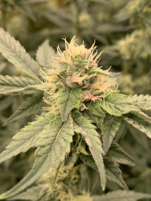 6.Grow: Papayton. Week 18 - 5.2. P1