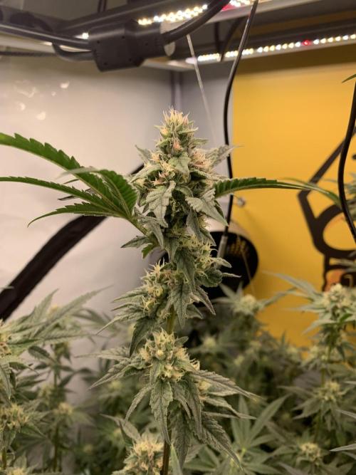 6.Grow: Papayton. Week 18 - 5.2. P1 