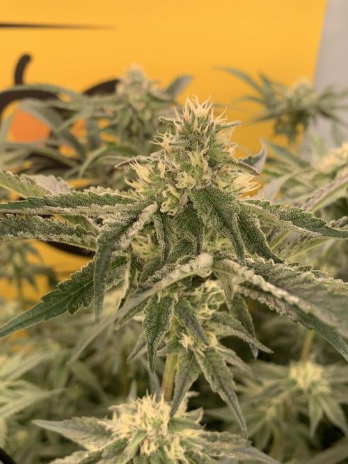 6.Grow: Papayton. Week 18 - 5.2. P3