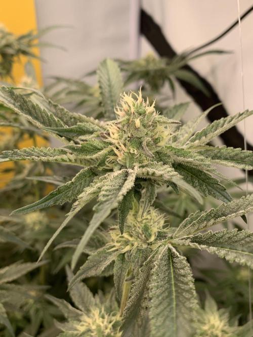 6.Grow: Papayton. Week 18 - 5.2. P3