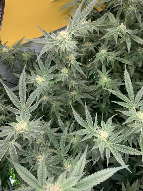 6.Grow: Papayton. Week 18 - 5.2. P2