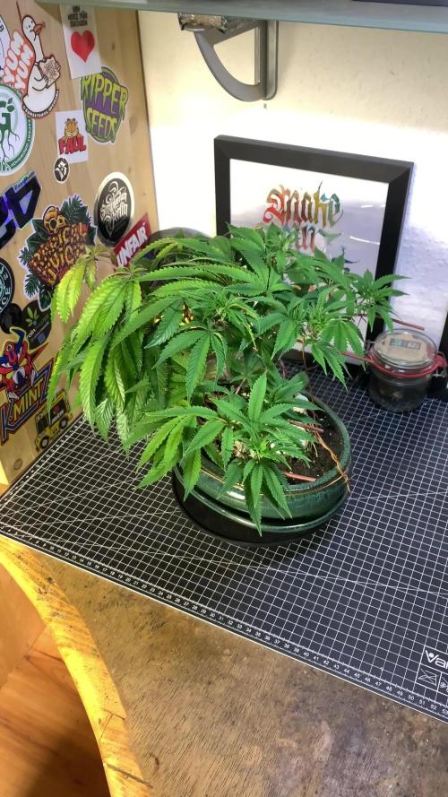 1.Bonsai: Lemon Cherry Runtz✌️