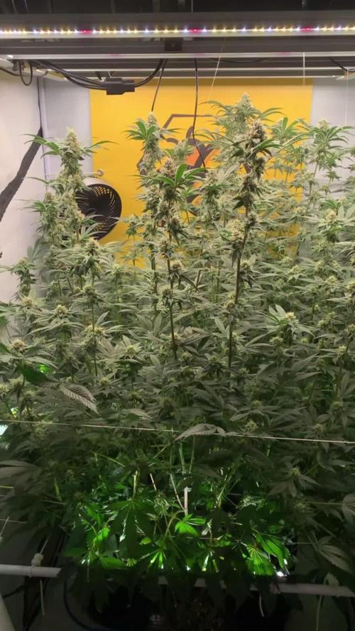 6.Grow: Papayton