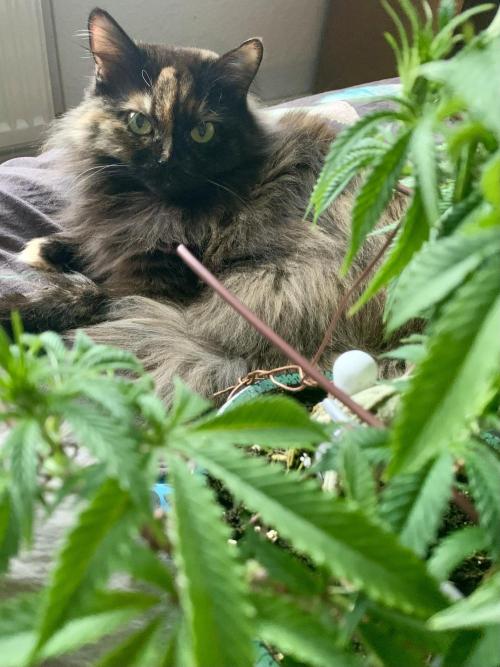 1.Bonsai: Lemon Cherry Runtz✌️. Week 12