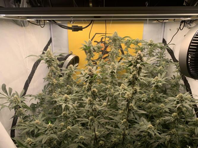 6.Grow: Papayton. Week 18 - 9.2.