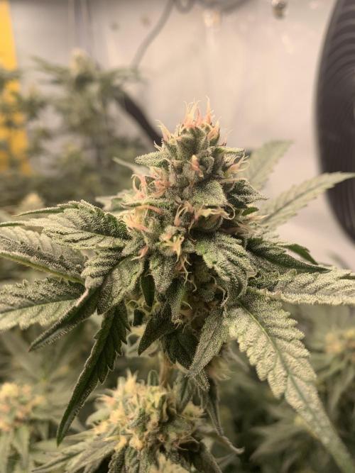 6.Grow: Papayton. Week 18 - 9.2. P1